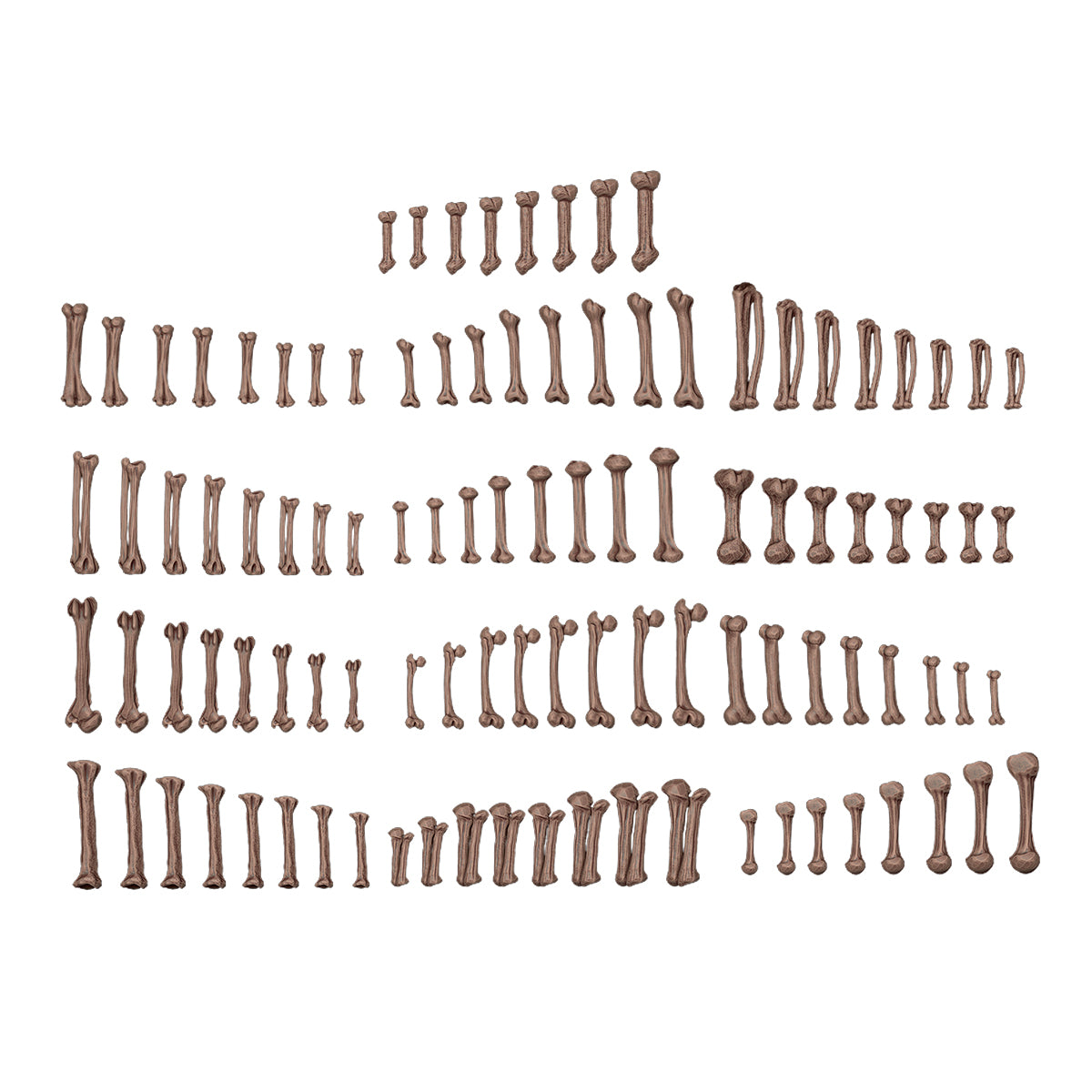 Human Bones