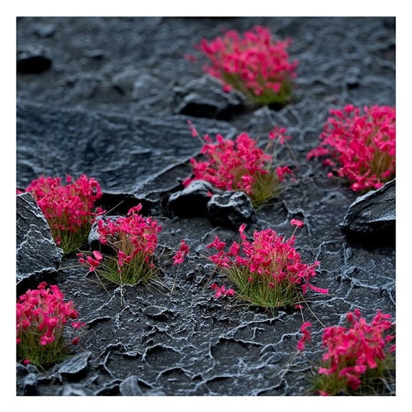 Gamers Grass Pink Flowers - Wild
